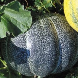 Melon, Organic Petit Gris de Rennes Cantaloupe Melon Seeds
