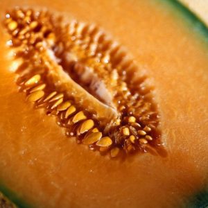 Melon, Organic Golden Gopher Muskmelon  Seeds