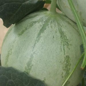Melon, Oka  Muskmelon  Seeds