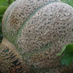 Melon, Organic Jenny Lind  Muskmelon  Seeds - Heirloom Kitchen Gardener Favorite