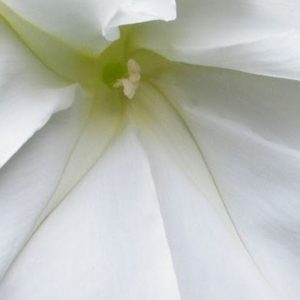 Moonflower, Evening Glory Moonflower Seeds - Heirloom Vine Gorgeous White Evening Bloomer Dramatic and Stunning