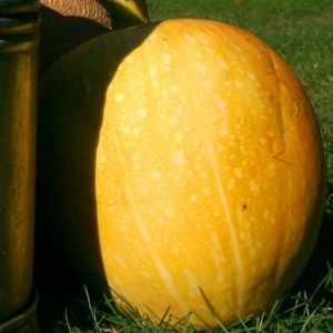 Pumpkin, Autumn Gold Pumpkin Seeds - Great for Colder Climates