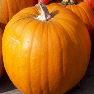 Pumpkin, Organic Howden Pumpkin Seeds -Traditional Carving Pumpkin