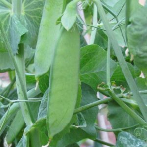 Pea, Little Marvel Shelling Pea Seeds - English Heirloom Home Gardener Favorite Since 1900s