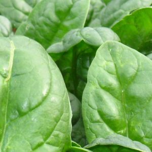 Spinach, Tyee Spinach Seeds