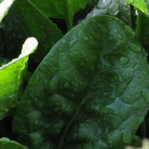 Spinach, Organic Winter Bloomsdale Spinach Seeds