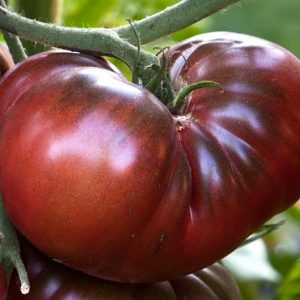 Tomato, Organic Black Krim Tomato Seeds
