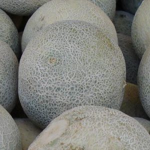 Melon, Honey Rock Melon Seeds - Classic All America Heirloom Home Gardener Favorite
