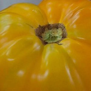 Tomato, Organic Goldie Tomato Seeds