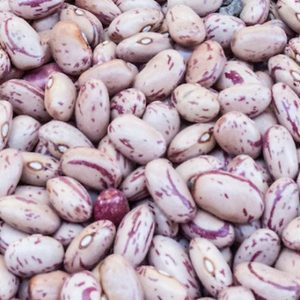 Beans, Taylor Dwarf Horticultural Shelling Bush Bean Seeds - Heirloom from Pre-1800s