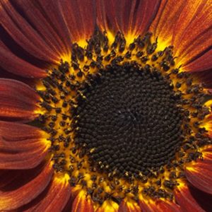 Sunflower, Autumn Beauty Sunflower Seeds - Outstanding Collection of Autumn Colored Blooms