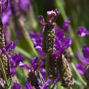 Lavender, Spanish Lavender Seeds - Beautiful Flowers with Spicy Pine Lavender Fragrance