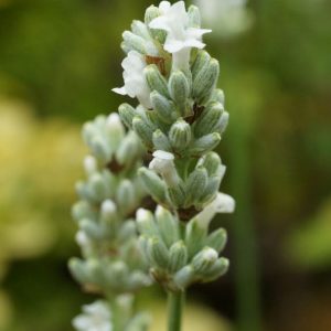 Lavender, Elegance Ice Lavender Seeds - Rare White Lavender Heavenly Lavender Fragrance | Choose Snow, Pink or Ice lavandula angustifolia