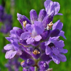 Lavender, Vicenza Blue Lavender Seeds - Beautiful Low Growing Compact Variety