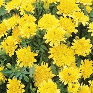 Marigold, Spun Lemon Marigold Seeds - Rare and Unusual Flowers Look Like Chrysanthemums Compact Plants