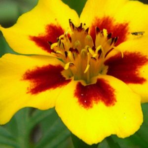 Marigold, Jaguar Marigold Seeds - Beautiful Deep Green Compact Plants Vibrant Prolific Flowers
