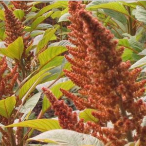 Amaranth, Copperhead Amaranth Seeds | Stunning Edible Plant