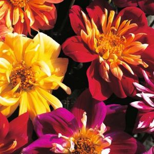 Dahlia, Victoriana Mix Dahlia Seeds - Bold and Beautiful Two-Toned Flowers