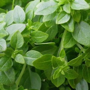 Basil, Greek Basil - Intense Flavor Small Leaves Compact Plants Perfect Potted