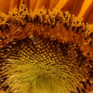 Sunflower, Organic Rostov Sunflower - Classic Giant Russian Sunflower Exceptional Edible Seeds