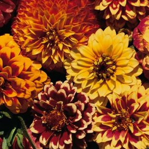 Zinnia, Aztec Sunset Zinnia Seeds - Rare and Unique Double Blooms in Bold Multi- Color Mix