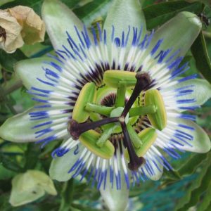 Passion Flower Fruit Vine Seeds - Exotic Plant Beautiful Flowers Intriguing Edible Fruit Exceptional Plant for the Creative