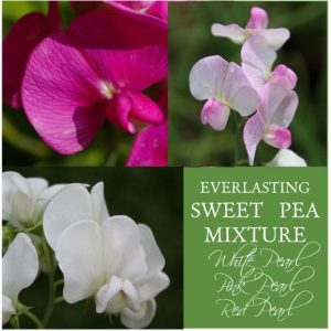 Sweet Pea, Everlasting Sweet Pea Mixture Seeds - Outstanding Combo of Gorgeous Orchid-Like Flowers Perfect Cottage Garden Flowers