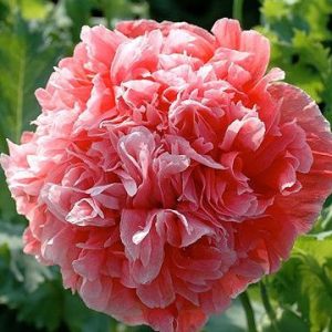 Poppy, Frosted Salmon Poppy Seeds - Gorgeous Rare Peony-Like Cottage Garden Flower Beautiful and Dramatic