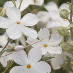 Phlox, Mountain Phlox Seeds - Wonderful Fragrant Perennial Bee Magnet Great Cut Flower