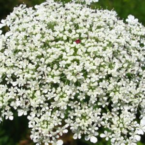 Queen Anne's Lace, Queen of Africa Queen Anne's Lace Flower Seeds - Perfect Cutting Flower Exceptional for Wedding Bouquets Cottage Flower