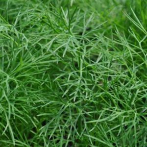 Dill, Fernleaf Dill Seeds - Delicate Easy to Grow Ornamental Edible Herb