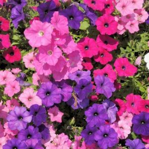 Petunia, Vibrant Multiflora Petunia Mix Seeds - Beautiful Flowers Excellent for Baskets, Pots or Border - Lots of Spreading Flowers