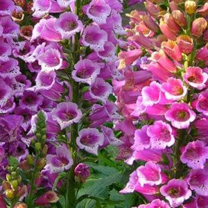 Foxglove, Excelsior Mix Hybrid Foxglove Seeds - Elegant Massive Blooms