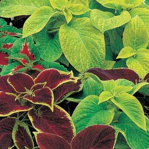 Coleus, Rainbox Mix Coleus Seeds - Outstanding Bedding or Container Plant Wide Variety of Colors