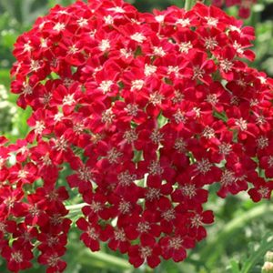 Yarrow, Ruby Yarrow Seeds - Gorgeous and Intense Flowers and Foliage Fabulous Cutting Flower Mollefolium rubra