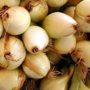 Onion, Walla Walla Sweet Onion Seeds - Jumbo Onion Sweet Flavor Delicious