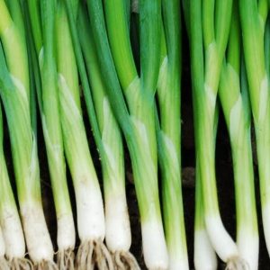 Onion, Parade Bunching Onion Seeds - Fabulous Flavor Excellent All-Around Onion for the Home Gardener