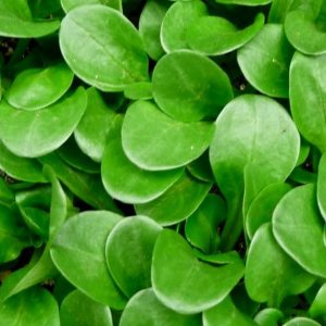 Lettuce, Cambrai Mache Lettuce  Seeds - Delicate Leaves Delicious Nutty Flavor