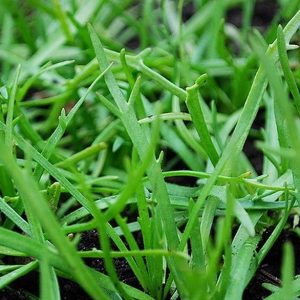 Erba Stella, Erba Stella Seeds - Unique European Salad Green