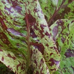 Lettuce, Organic Tri Color Romaine Lettuce Mix Seeds - Rare Heirloom Collection