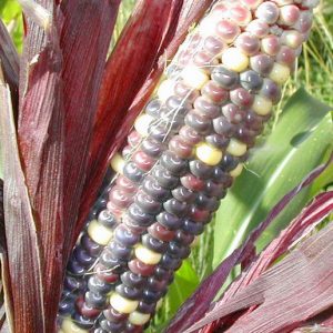 Corn, Seneca Red Stalker Corn Seeds