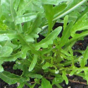 Arugula, Organic Grazia Arugula Seeds - Perfect Low Growing, Slow to Bolt Arugula Strong Flavor