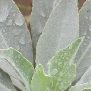 Sage, White Sage | Grow Your Own Smudge Sticks | Beautiful Aromatic Native American Herb