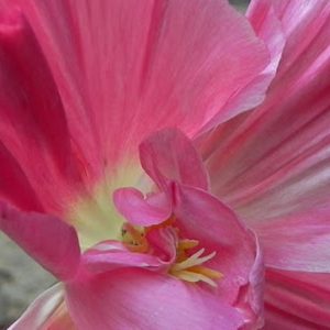 Poppy, Appleblossom Chiffon Poppy Seeds | Beautiful Pastel Pink Flowers