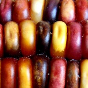 Corn, Smoke Signals Corn Seeds | Heirloom Traditional Indian Corn