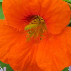 Nasturtium, Fiesta Nasturtium Seeds | Lovely Heirloom in a Burst of Vibrant Colors