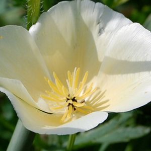 Poppy,  White Linen California Poppy Seeds | Elegant Low Growing Creamy White Poppy