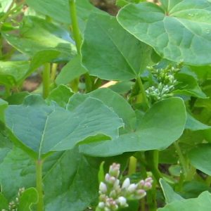 Buckwheat, Heirloom Buckwheat Seeds | Excellent for Enriching the Soil and Reducing Weeds