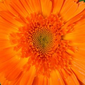 Calendula Princess Calendula Seeds | Exclusive Calendula for Cut Flower Growers | Stunning Double Petals