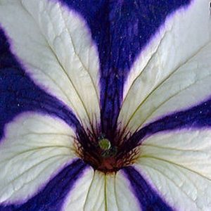 Petunia, Blue Star Petunia Seeds | Bold Color Combination Perfect Bedding Plant